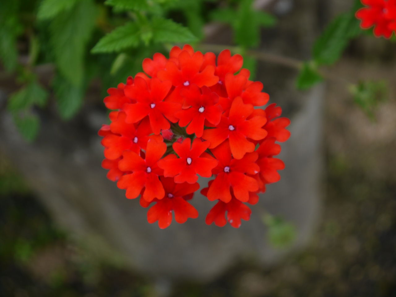 花手毬 海田の四季