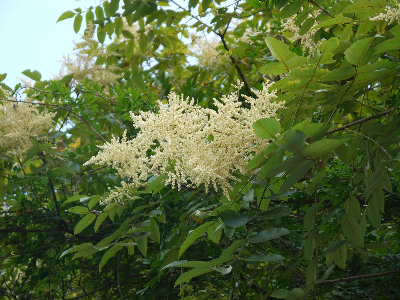 ぬるでの花 | ヌルデの花 特徴 – CRXB