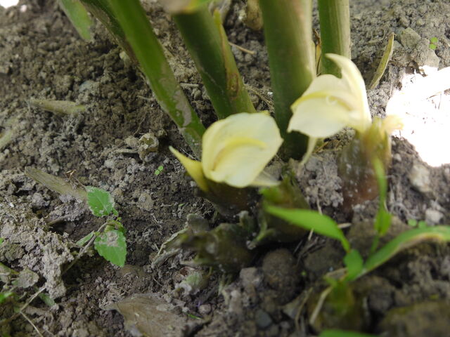 ミョウガ 茗荷 海田の四季