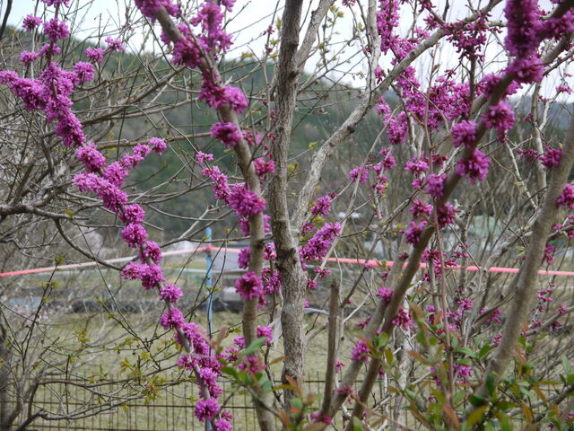 花蘇芳 英語で 花蘇芳 英語で