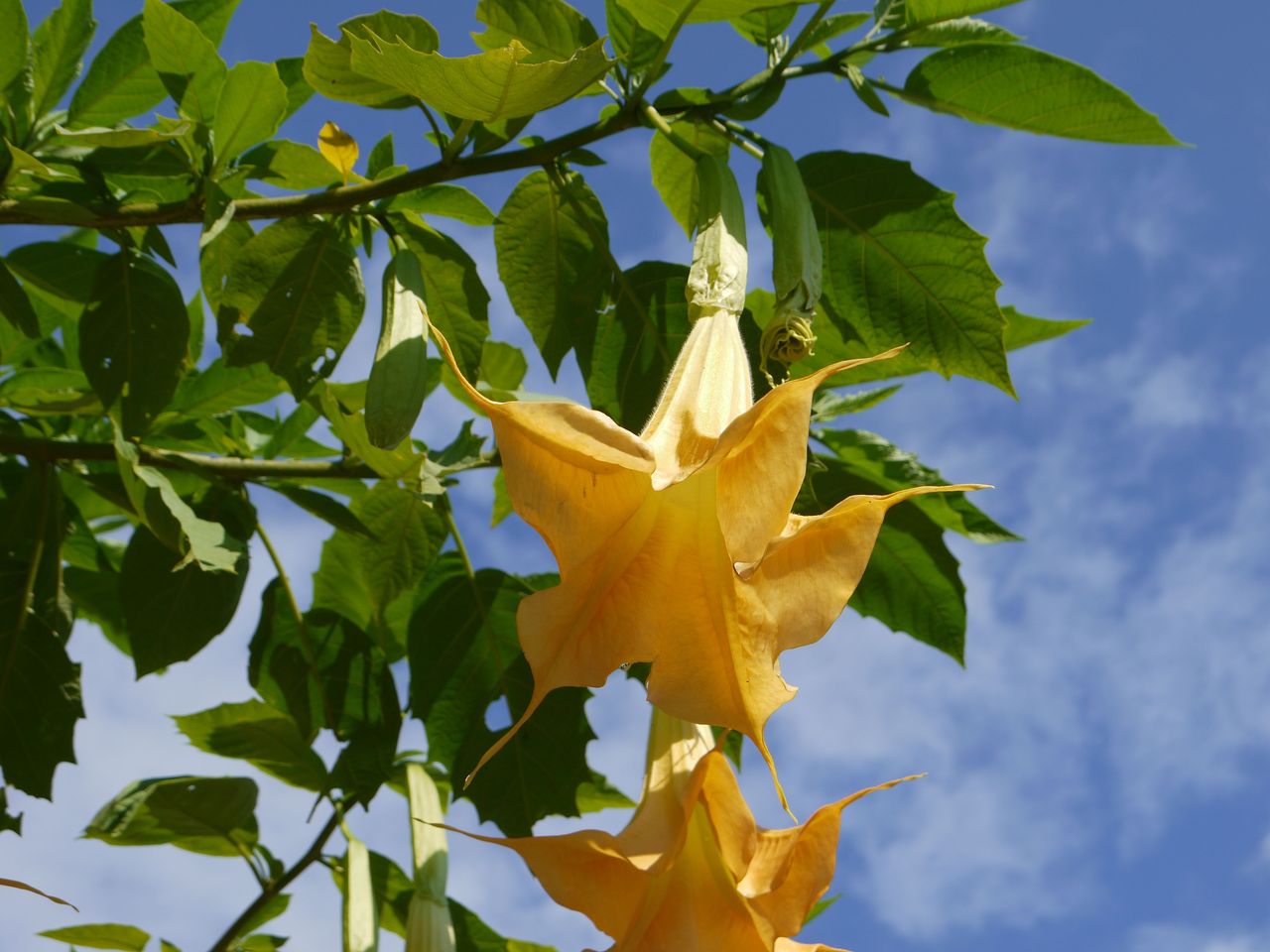 トランペット草 海田の四季