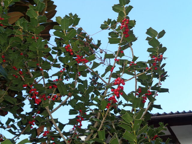 セイヨウヒイラギ 西洋柊 海田の四季