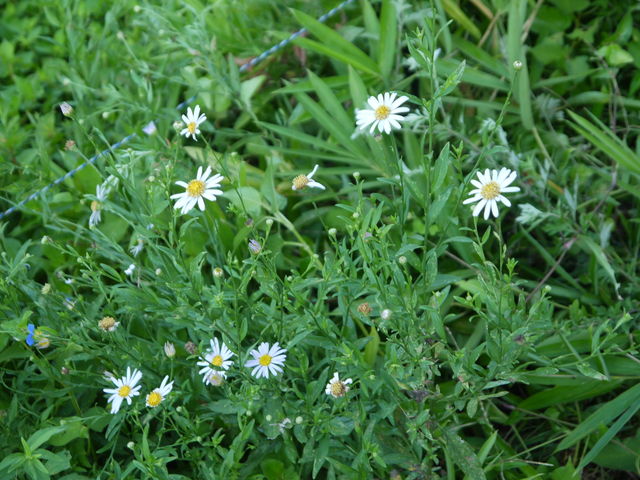 ヨメナ 嫁菜 海田の四季