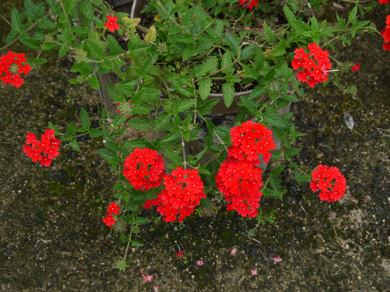 花手毬 海田の四季 花手毬 海田の四季