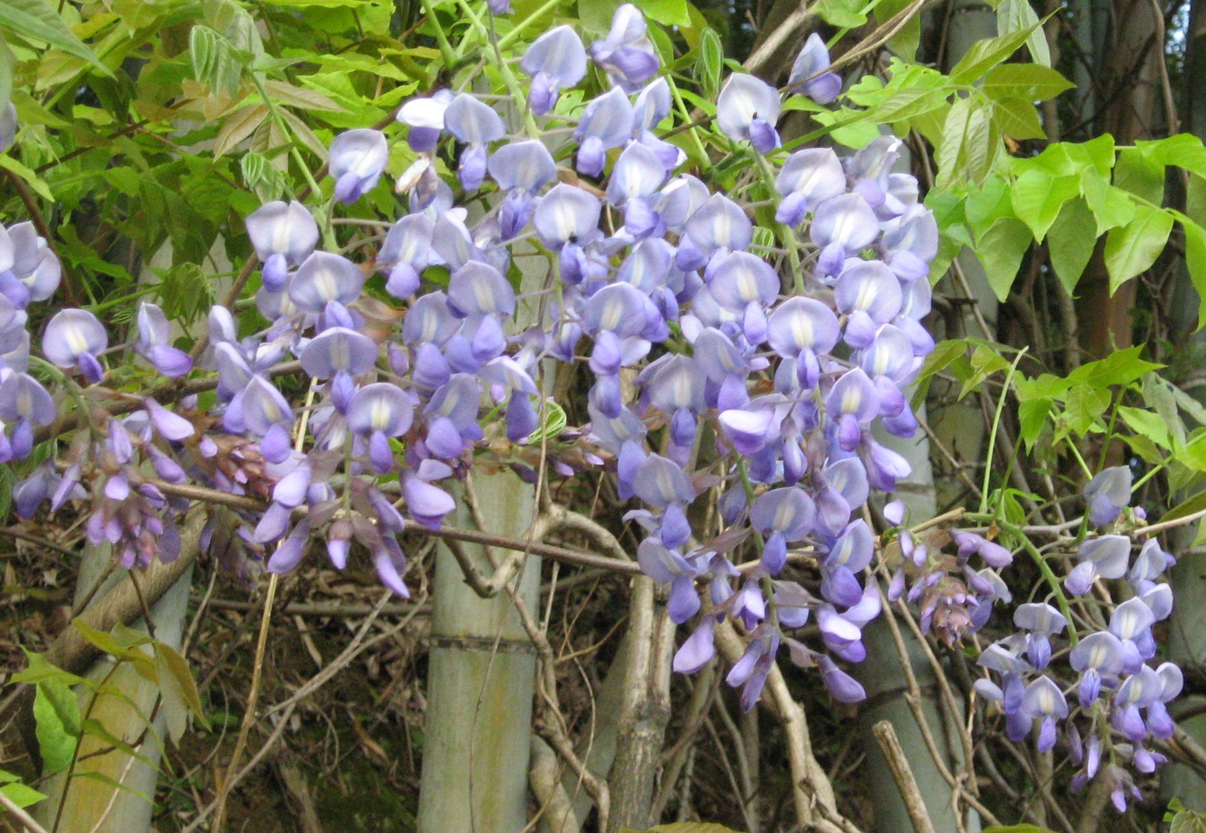 藤の花の種類 海田の四季