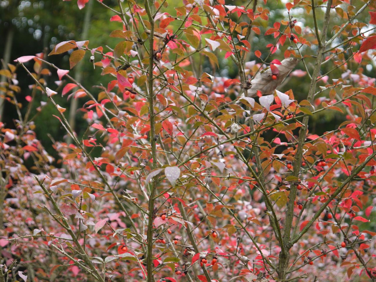 2 山採り ニシキギ