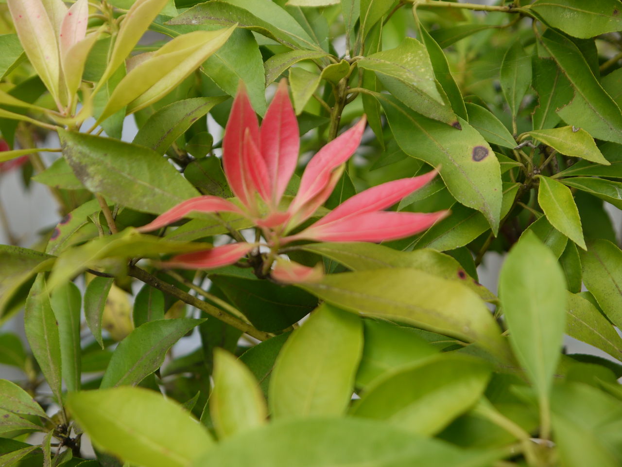 馬酔木の新葉 海田の四季