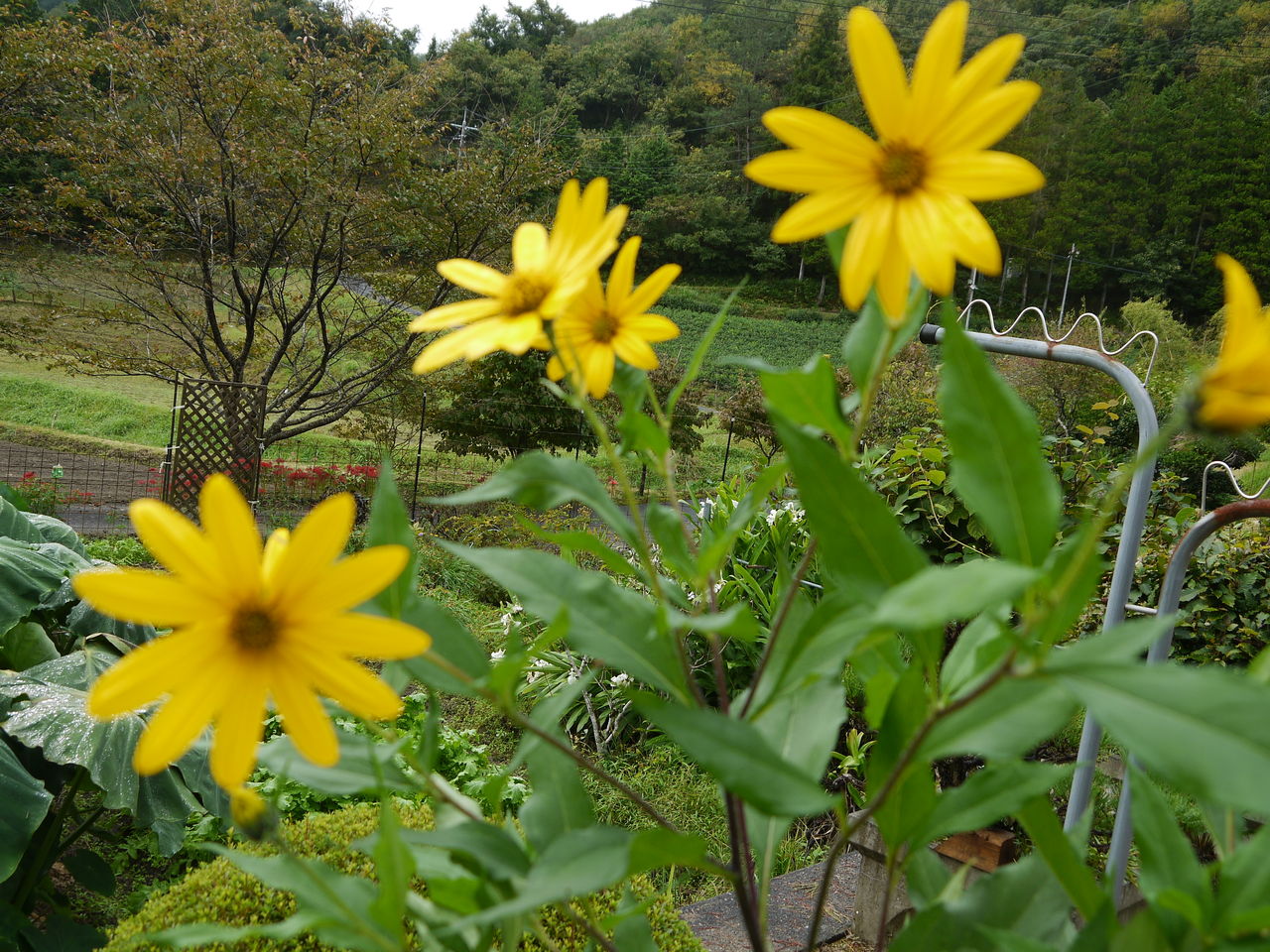 キクイモ 菊芋 の花 海田の四季