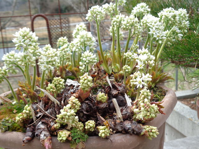 タンチョウソウ 海田の四季