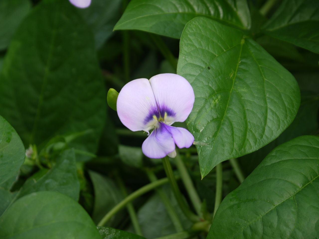 ササゲ 大角豆 の花 海田の四季