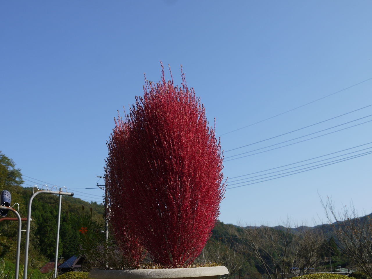 ホウキ草で箒 海田の四季 ホウキ草で箒 海田の四季