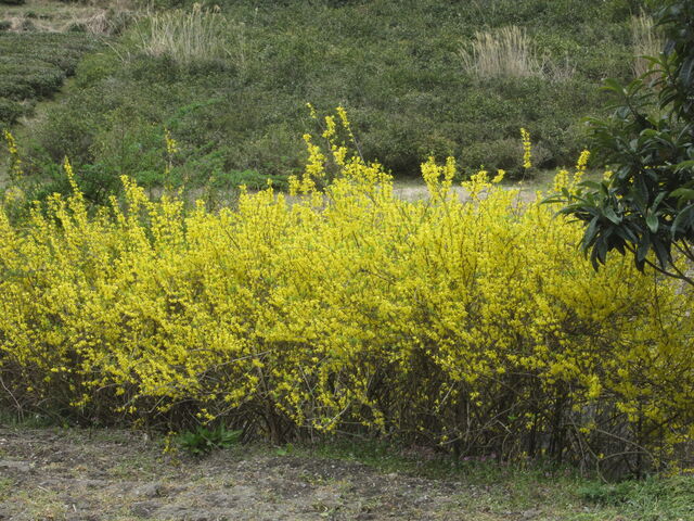 レンギョウ 連翹 海田の四季