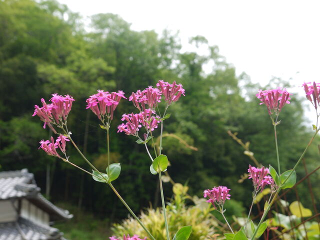 ムシトリナデシコ 虫取り撫子 海田の四季