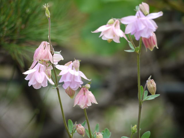 オダマキ 苧環 海田の四季