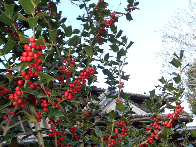 セイヨウヒイラギ 西洋柊 海田の四季