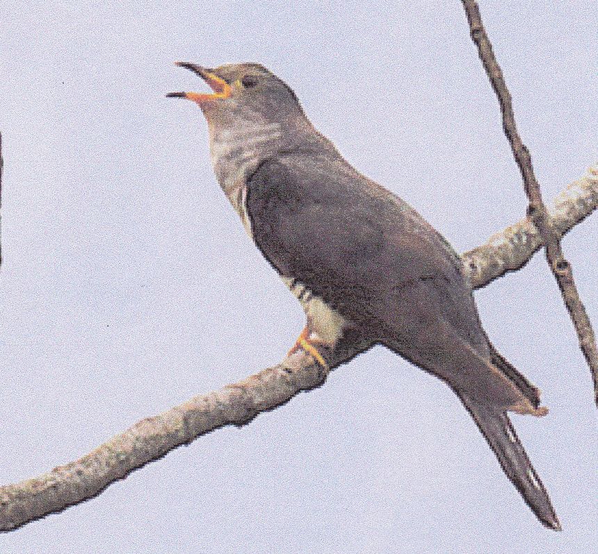 カッコウ鳴く 海田の四季