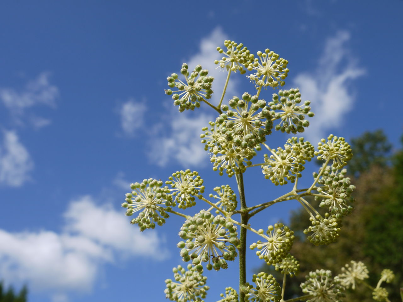 ウドの花 海田の四季