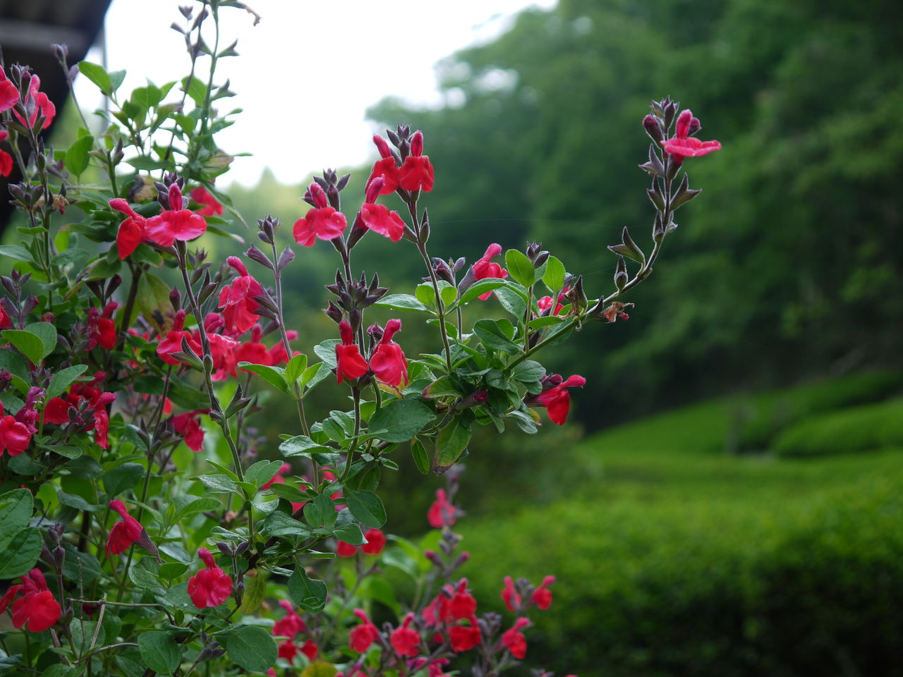 チェリーセージの花 海田の四季