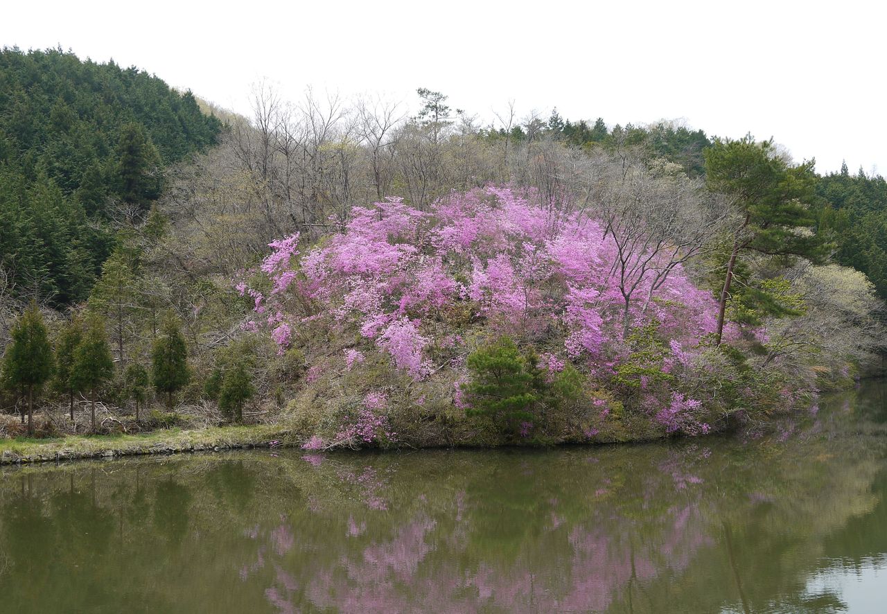 一番重い木 軽い木 海田の四季