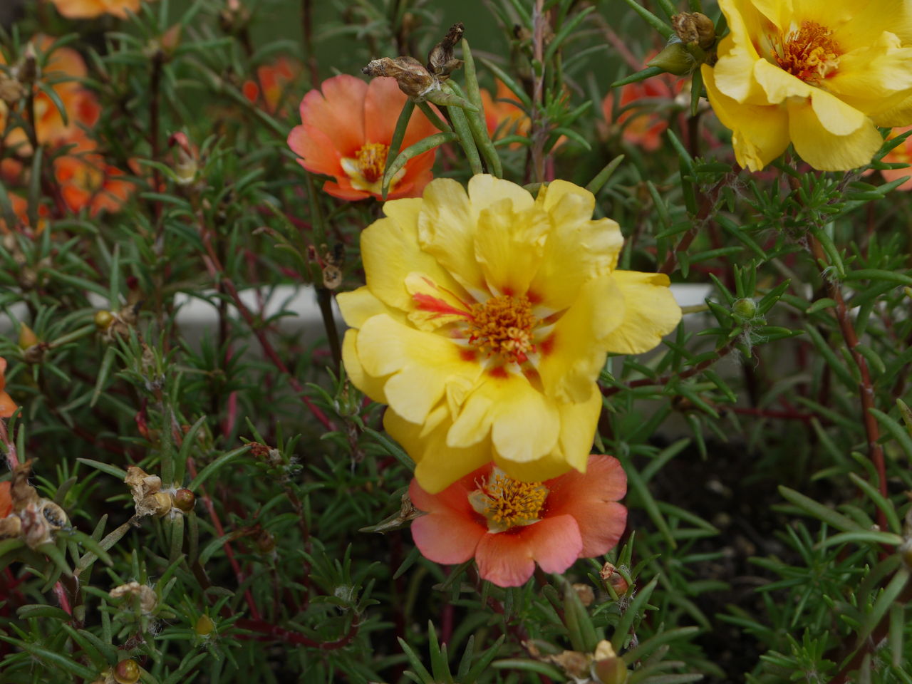 マツバボタン 松葉牡丹 海田の四季