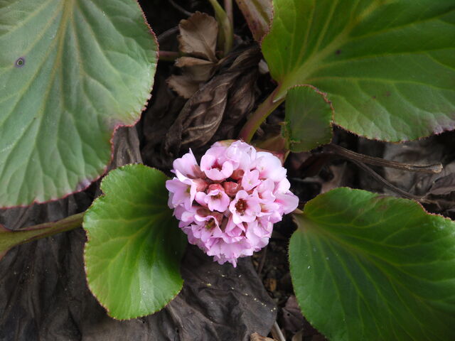 ヒマラヤユキノシタ 海田の四季 ヒマラヤユキノシタ 海田の四季