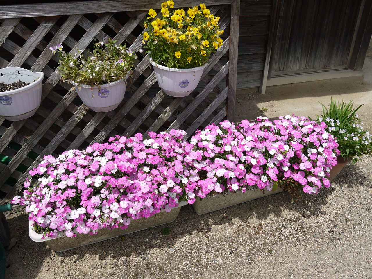 ナデシコ 海田の四季