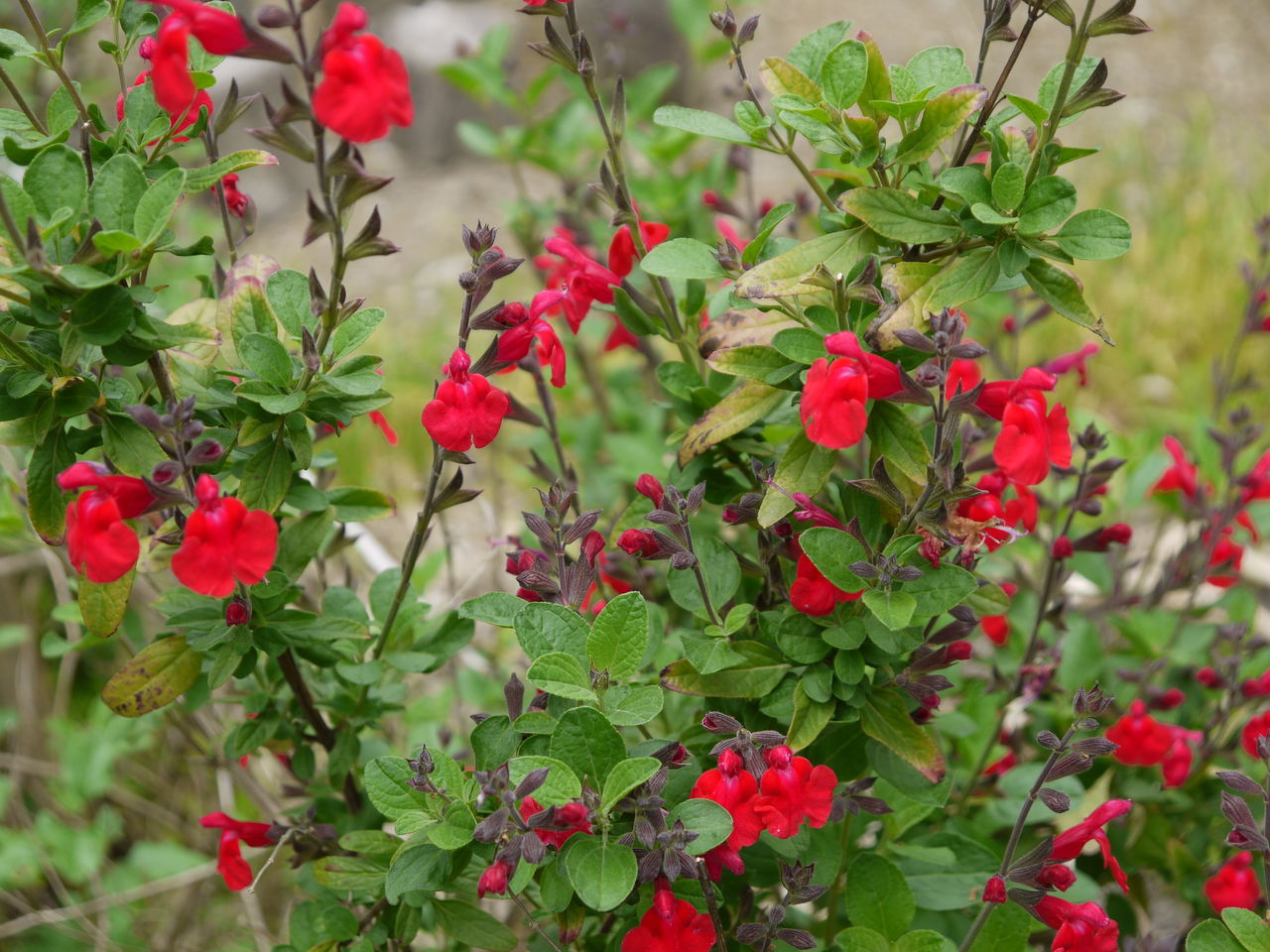 チェリーセージの花 海田の四季