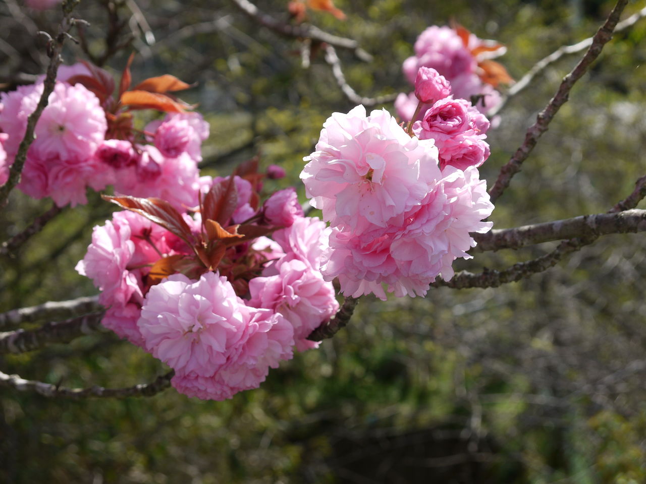 八重桜 カンザン 海田の四季