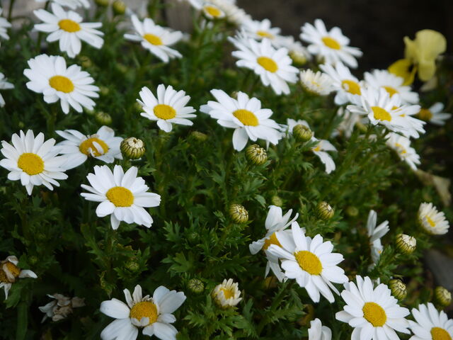 マーガレット 海田の四季