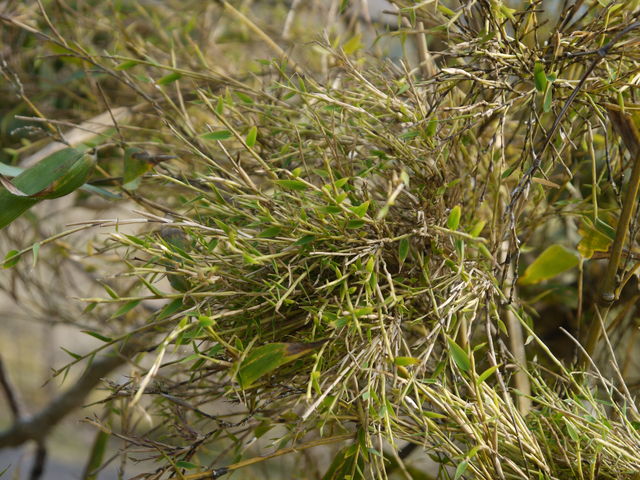 竹の花 海田の四季