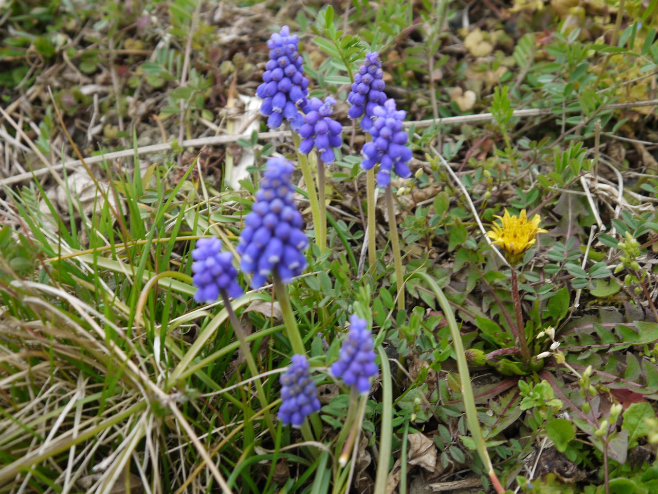 ムスカリ アルメニアカム 海田の四季