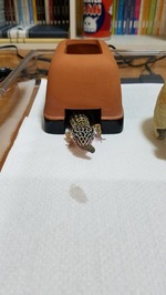 ⑤