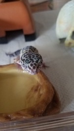 ⑪