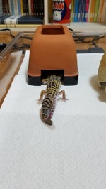 ④