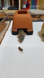 ③