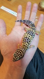 ⑧