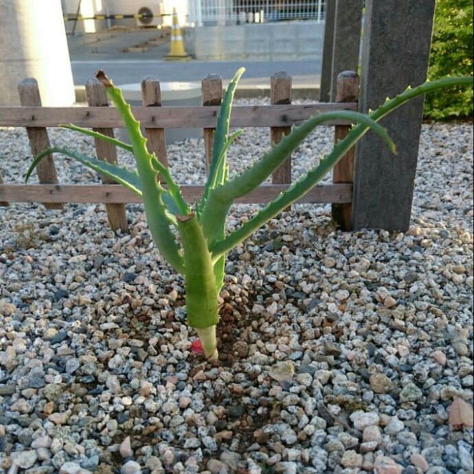 アロエの水耕栽培で根出しに成功 土に植え替えました グータラ主婦の快適生活研究所