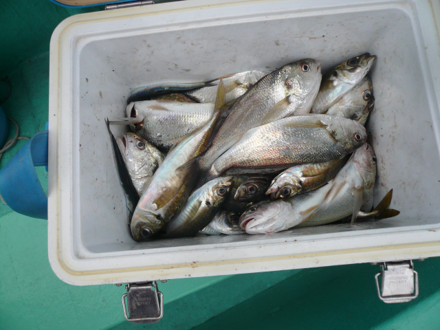 神奈川横浜新山下本牧橋の釣り船 海遊丸 東京湾で出船中 貸竿 餌無料 会社の慰安としても 横浜新山下本牧橋の釣り船 海遊丸 ブログ