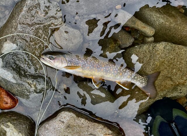ブルックトラウトだった : 屋久島 海友さんの釣り三昧