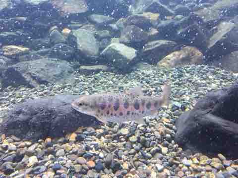 線路は続くよどこまでも 屋久島 海友さんの釣り三昧