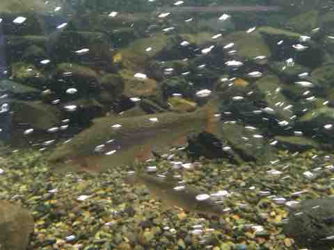 線路は続くよどこまでも 屋久島 海友さんの釣り三昧