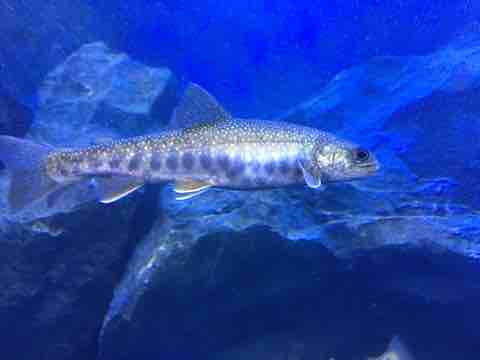 線路は続くよどこまでも 屋久島 海友さんの釣り三昧