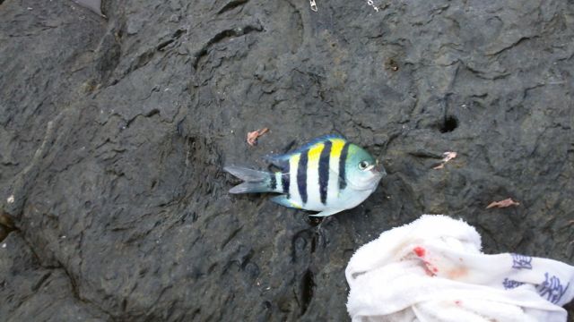 運のない釣り人 屋久島 海友さんの釣り三昧