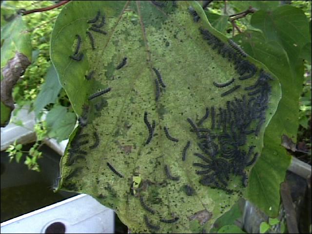 虫日記2000年10月 : <よたか堂>カイズケンのブログ 虫日記2000年10月 : <よたか堂>カイズケンのブログ