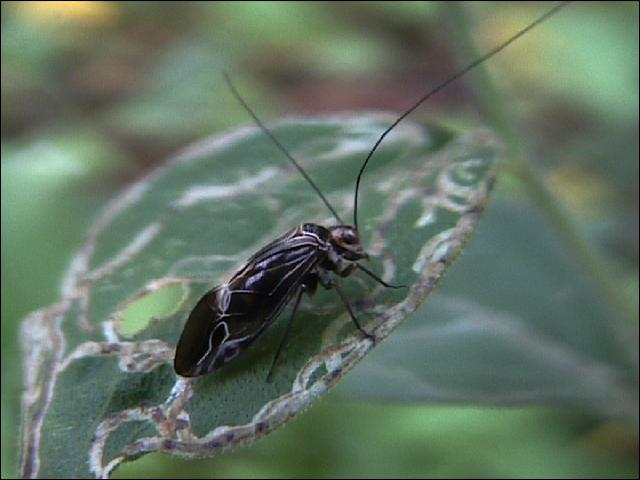 虫日記2000年10月 : <よたか堂>カイズケンのブログ 虫日記2000年10月 : <よたか堂>カイズケンのブログ