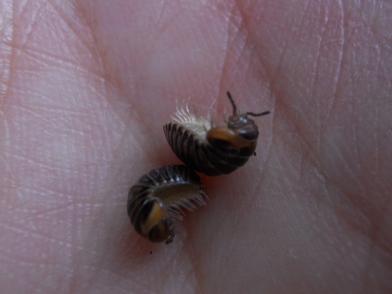 ふしぎなタマと境界の話 よたか堂 カイズケンのブログ