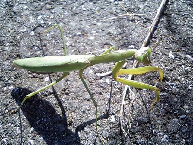 ピカソ リトグラフ カマキリ まだカマキリが : <よたか堂>カイズケンのブログ
