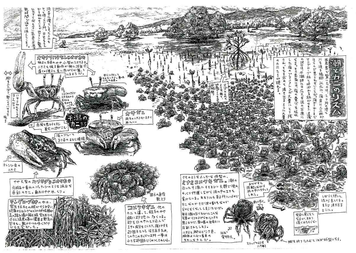 石垣 西表島イラスト紀行 01年 よたか堂 カイズケンのブログ