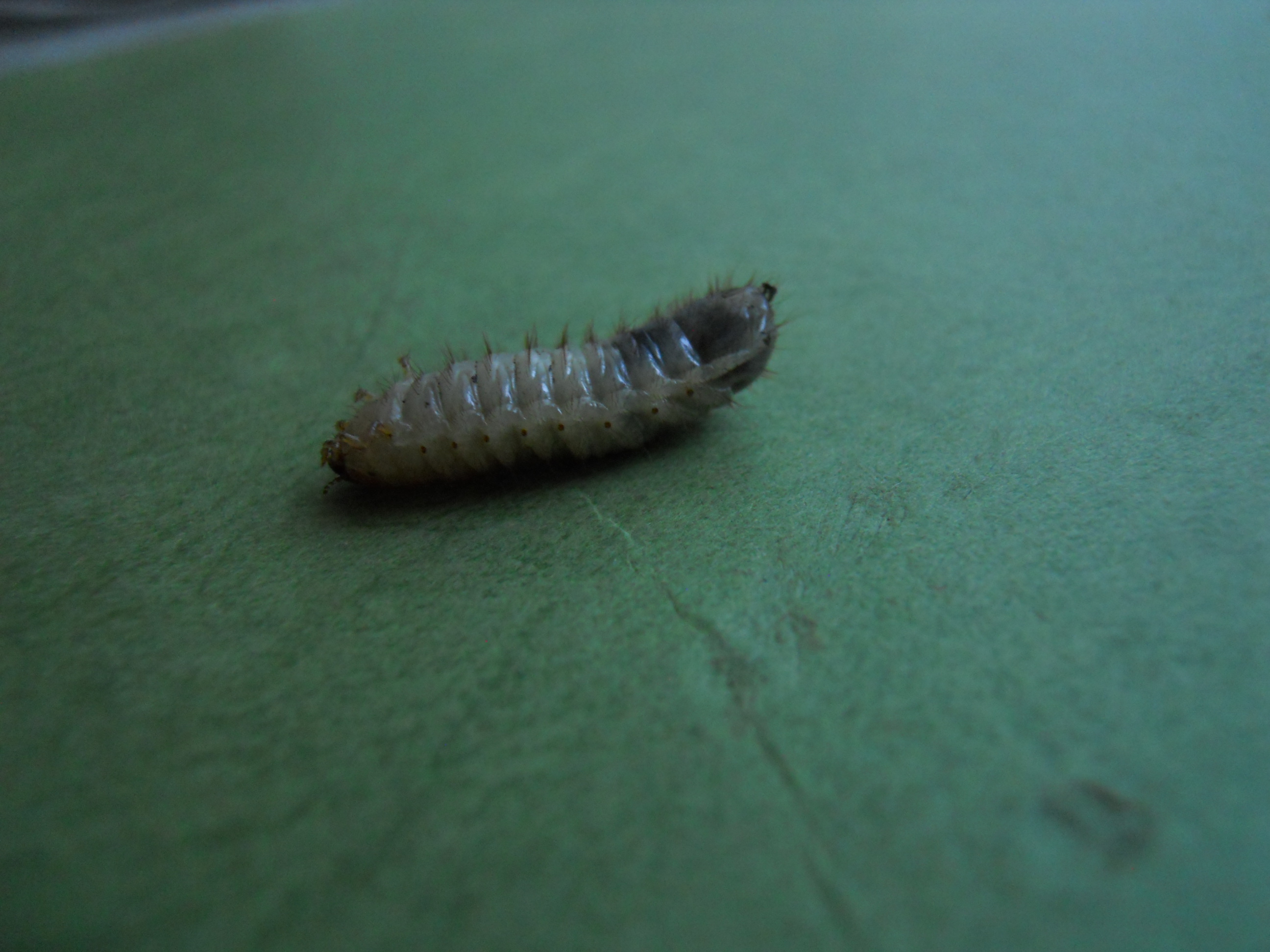 個展準備中に出会った虫たち よたか堂 カイズケンのブログ