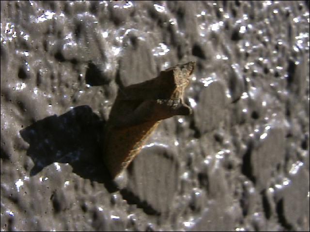 虫日記2000年10月 : <よたか堂>カイズケンのブログ 虫日記2000年10月 : <よたか堂>カイズケンのブログ